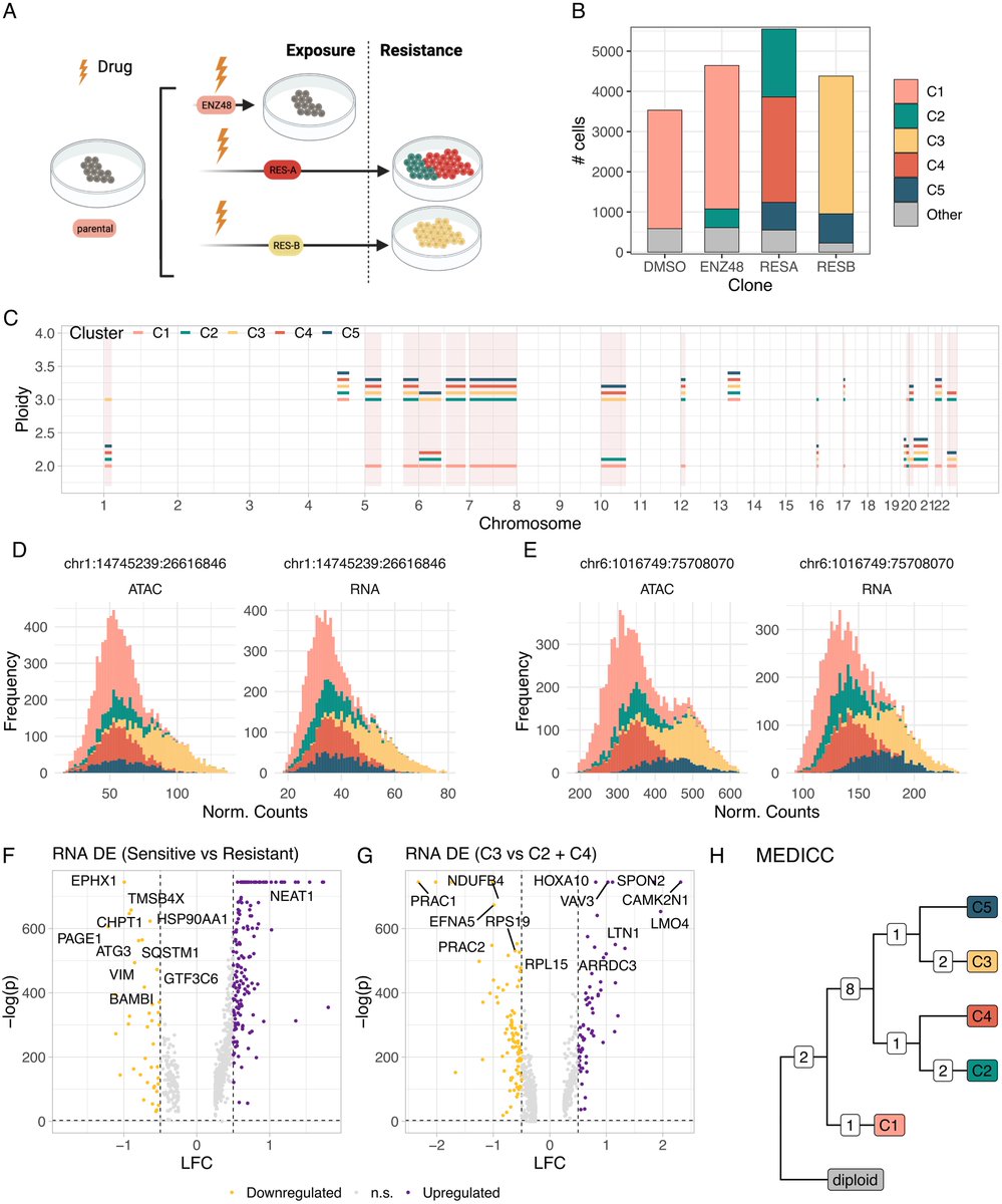 In this new study, researchers discuss a Bayesian method to infer copy number clones from single-cell RNA and ATAC sequencing 🔎 plos.io/3Ms4ayz