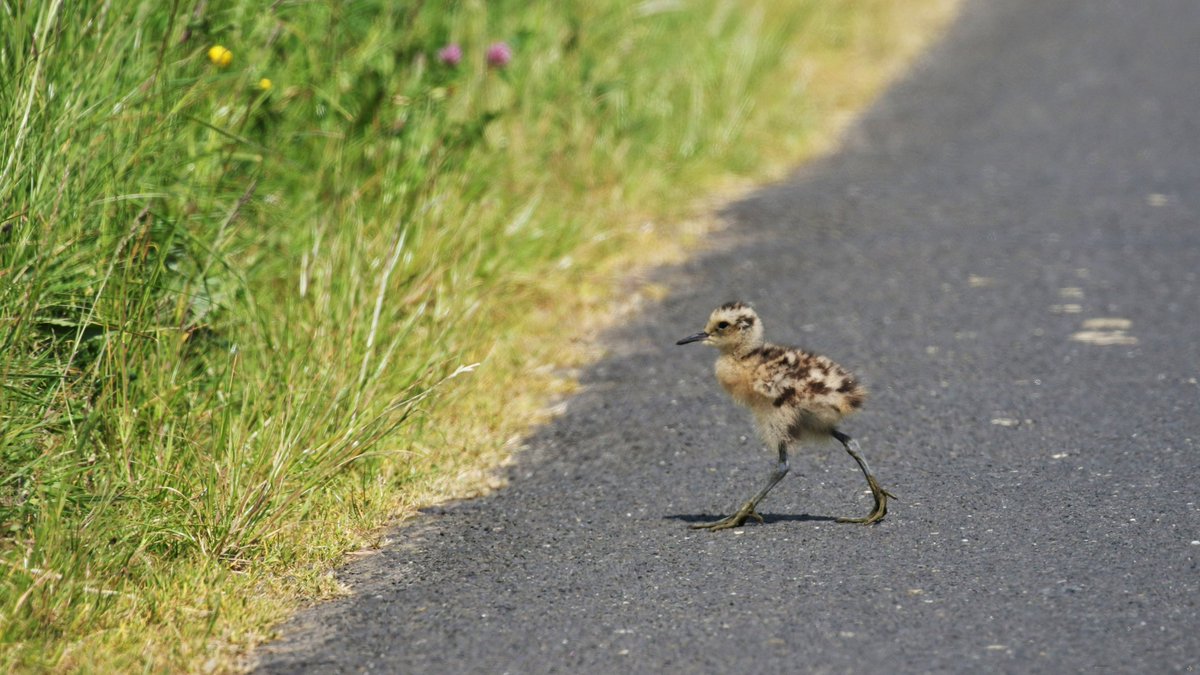 🥁 Drumroll please – We are pleased to announce it’s been a successful 2023 breeding season for Curlew in Northern Ireland 👏 Read about this year’s amazing results and conservation work 👉bit.ly/RSPBNI_2023Cur… 1/3🧵