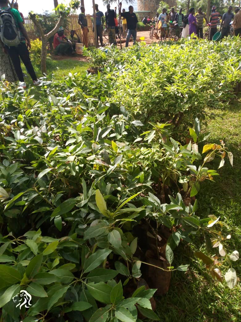 Rubona Sector tweet media