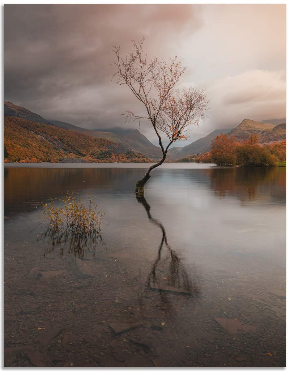 RidsdillDave's tweet photo. #FSPrintMonday
FSprintmonday @Fotospeed #Appicoftheweek 
#lonetree 
#llanberis https://t.co/iFnxUlgirr