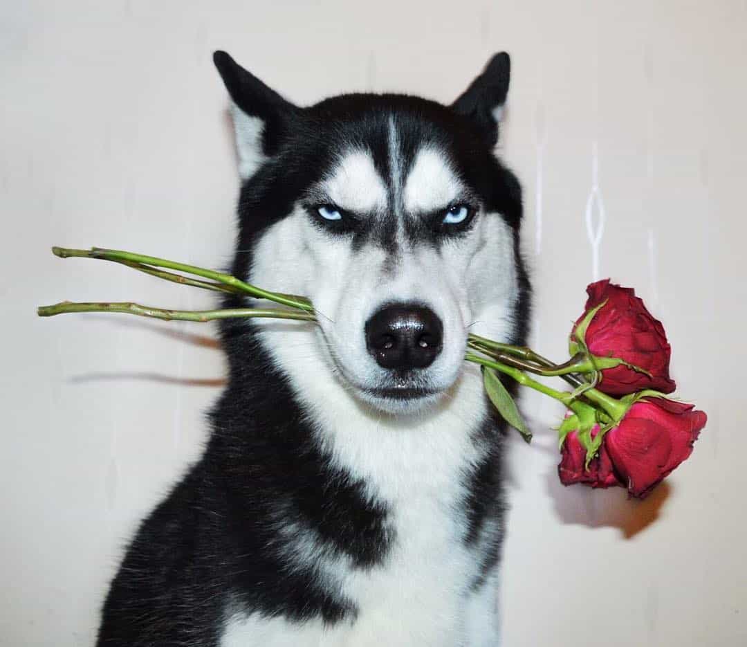 PePuelupe's tweet photo. Dogs are loyal companions, offering unconditional love and joy to their owners. https://t.co/imQ47b7X8C