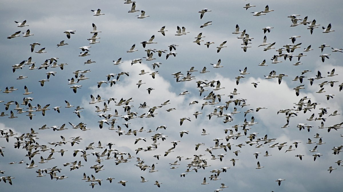 It's a honking good time in Addison right now as snow geese are making their way toward their winter range. Dead Creek WMA is a favorite stop over for them as they leave the tundra and travel south. 

📷: Joshua Morse, VFWD