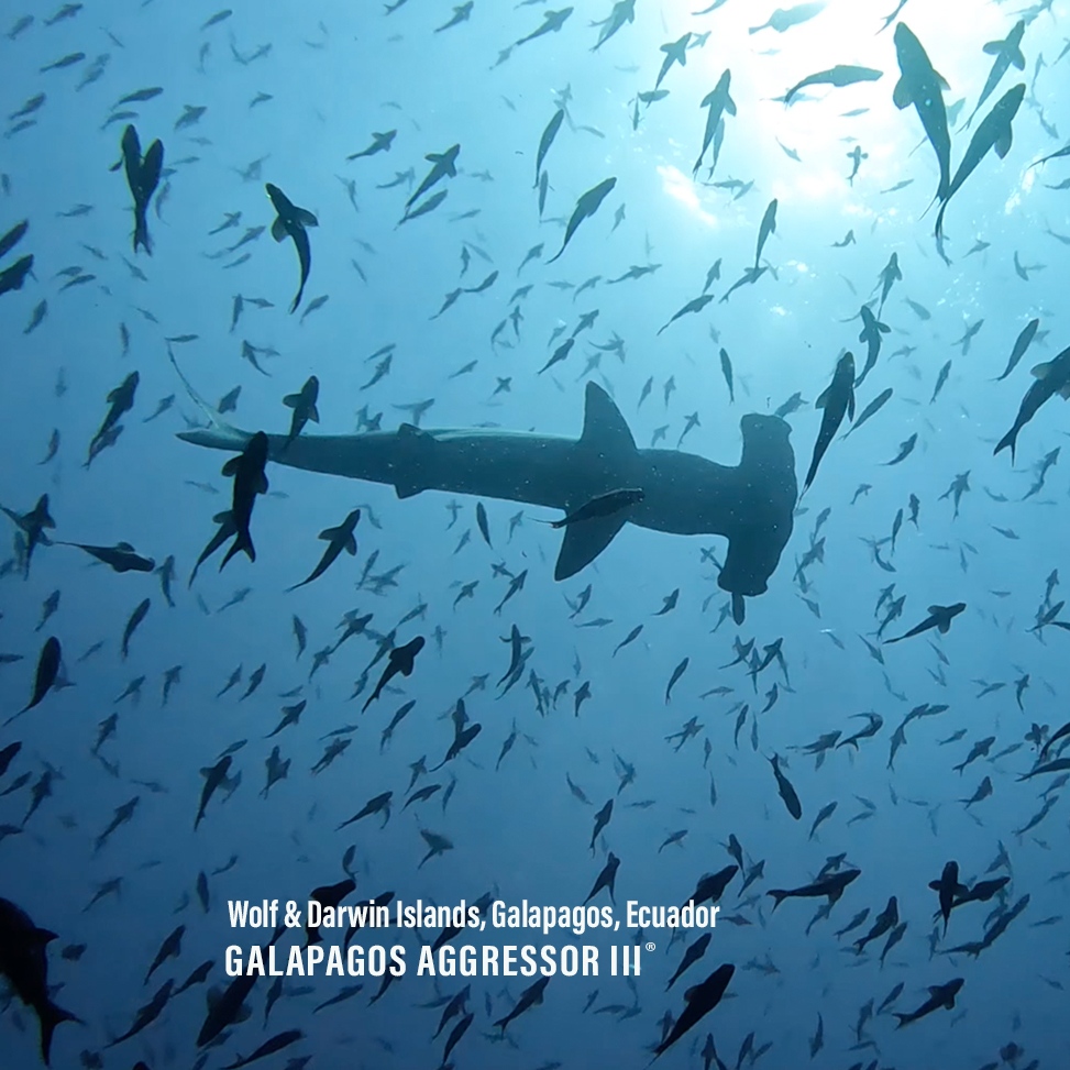 Schooling scalloped hammerheads create the perfect silhouette. 

Explore these magical islands aboard Galapagos Aggressor III now. 

🔗 bit.ly/46ofkf8
#Ad⁠
⁠#DiveAggressor ⁠
#AggressorLiveaboards⁠
#AggressorAdventures ⁠