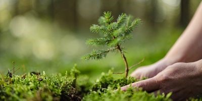 People feel more positive about planting trees and protecting rain forests as a means of combating climate change than they do about employing technological solutions, according to a new research paper in @GEC_Journal Find out more via @labmanager labmanager.com/mother-nature-…