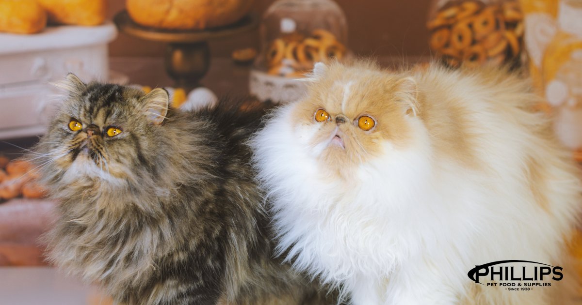 PhillipsPetFood's tweet photo. Give your feline friend a whisker-twitching Thanksgiving from the local pet shop! 🦃 As you gather 'round the table, share gratitude and treats with your furry family member. 🍁🐾 #ShopLocalPets #ThanksgivingCats #MondayMeow #PhillipsPetFood https://t.co/l9NddJ3vKH