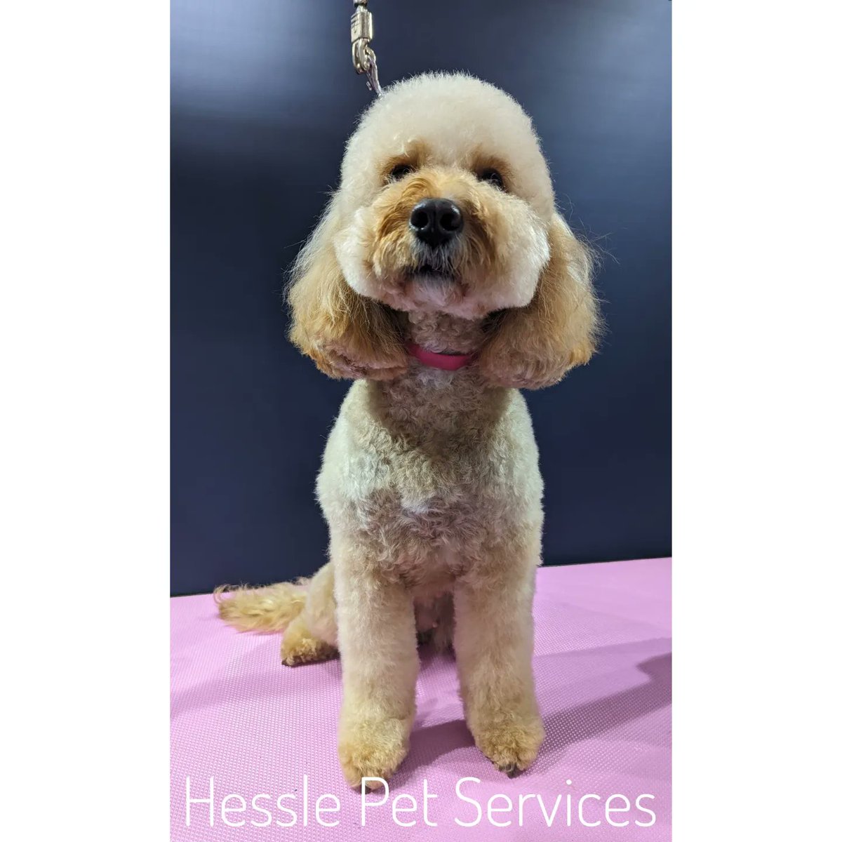This gorgeous girl has had a wash &amp; blow-dry to maintain her coat in between full grooms 💞
#DogGroomer #Hessle #Cockapoo #Doodle #DogsOfTwitter