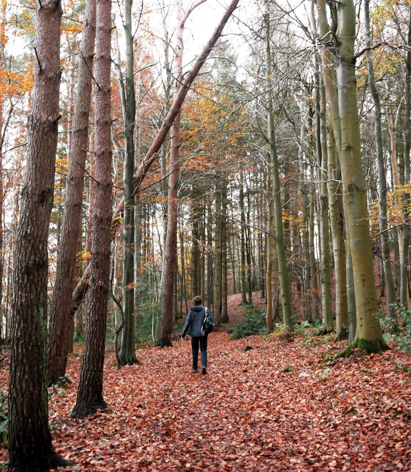 We just had to share these pictures through the lens of a local on a recent stroll up Gala Hill. Doesn't the town look lovely as it transitions from autumn to winter?

#LoveGalashiels