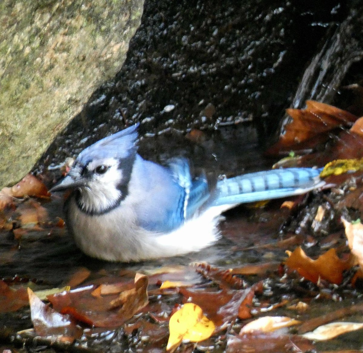 #bluejay #bluejaybird #jay #アオカケス #カケス #birding #birdwatching #birdingcentralpark #centralparkbirds #newyork #newyorkbirds #birdingnewyork #northmeadow #nyc #manhattan #バーディング #バードウォッチング #野鳥好き #セントラルパーク #セントラルパークで #ニューヨーク #lumix