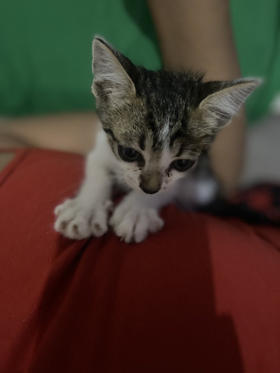 FatiCabrudi's tweet photo. Hola algún HDP irresponsable que no castra a sus gatos tiró a una gatita chiquita en mi patio, no puedo tenerla porque ya tengo 3 adultos y son súper malos con ella y mi bolsillo no da para tenerla ☹️ alguien la quiere? Prometo castrarla cuando llegue a la edad correcta. https://t.co/RNFc7jCP4G