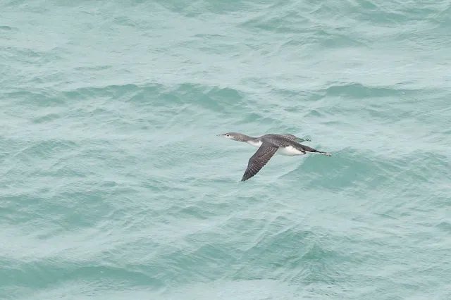 Our first Snow Bunting of the year and a couple of flyby Red-throated Divers were the highlights of the morning at Grosnez yesterday. @BirdGuides @NatTrustJersey @Soc_Jersiaise @jsynationalpark @BirdTrack #BirdsSeenIn2023 Photos by Mick Dryden