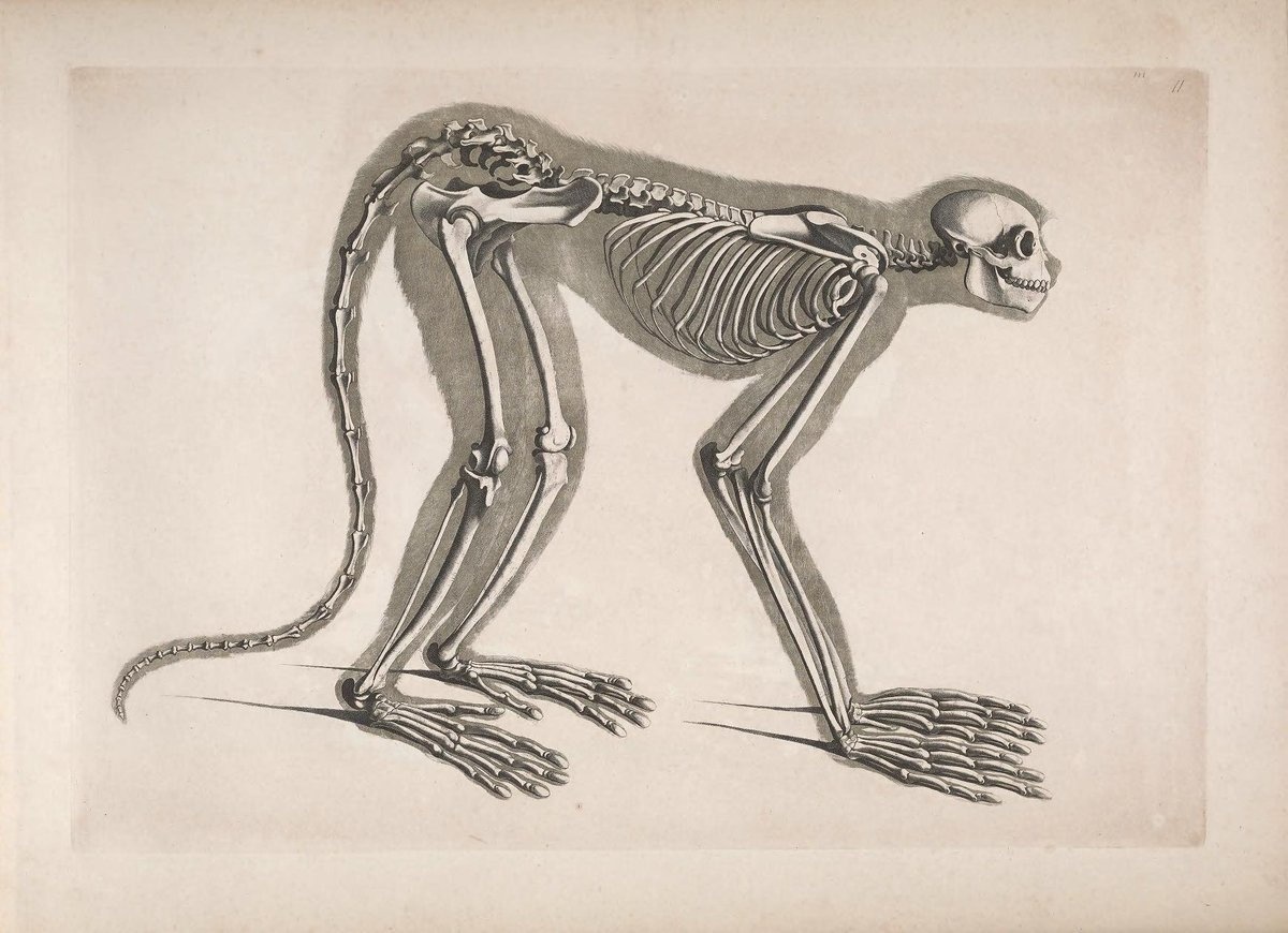 From Comparative Osteology (1821–38) with illustrations by the Italian-born German naturalist Edouard Joseph d’Alton, an artist and art history professor whose students included a young Karl Marx. More of his wonderful images here: publicdomainreview.org/collection/com…