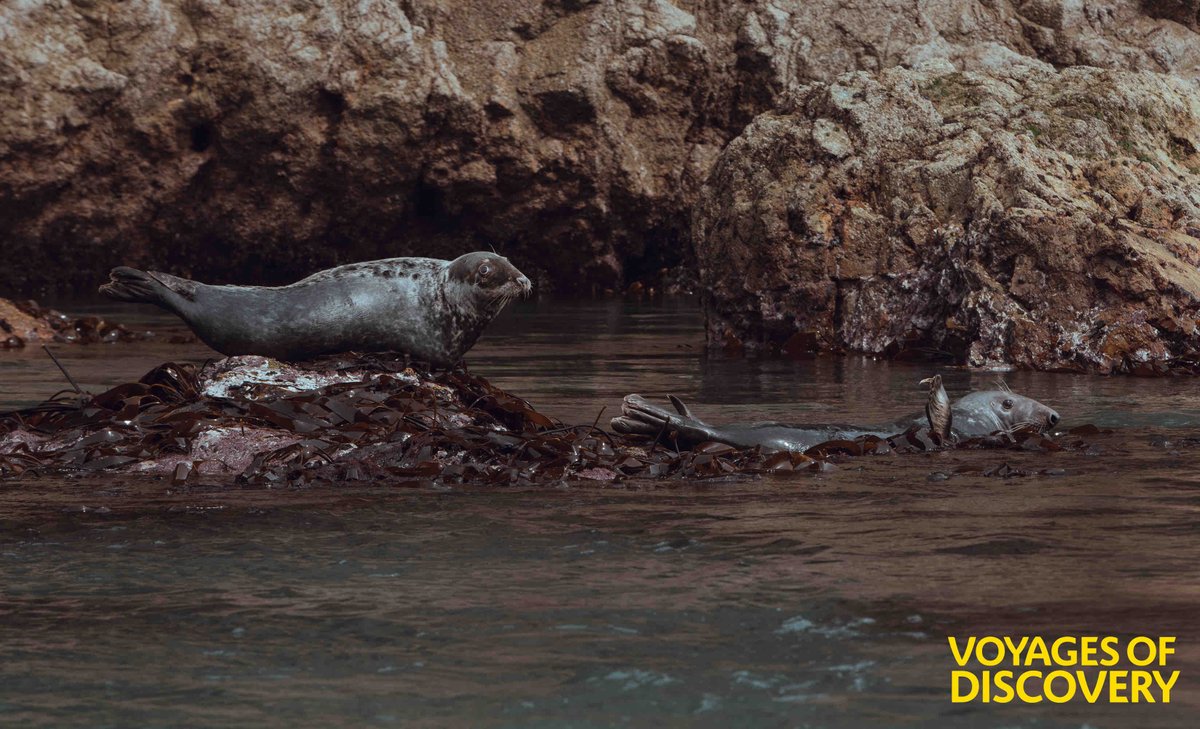 Did you know the Atlantic Grey Seals scientific latin name is halichoerus grypus, which translates to ‘hook-nosed sea pig’ 🐷 

The grey seal can be differentiated by its larger size and longer head with a more ‘roman nose’ profile compared to that of the common seal 🦭 

#seals
