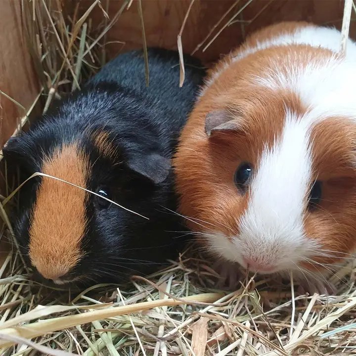 OriginalMukonzo's tweet image. #LEARN_WITH_US
👁️‍🗨️In Switzerland, it is illegal to own just one guinea pig.

While this may sound like an odd law to try and enforce, it makes perfect sense! Guinea pigs are social animals and easily feel lonely or depressed, which is basically a form of animal cruelty.