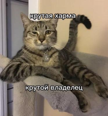 evaneskate's tweet photo. Best Harecrypta memes / Лучшие мемы Харекрипта
#NFTs #Zealy #Memes #HareCrypta #HareCryptaFun https://t.co/BTsNJFzJaM