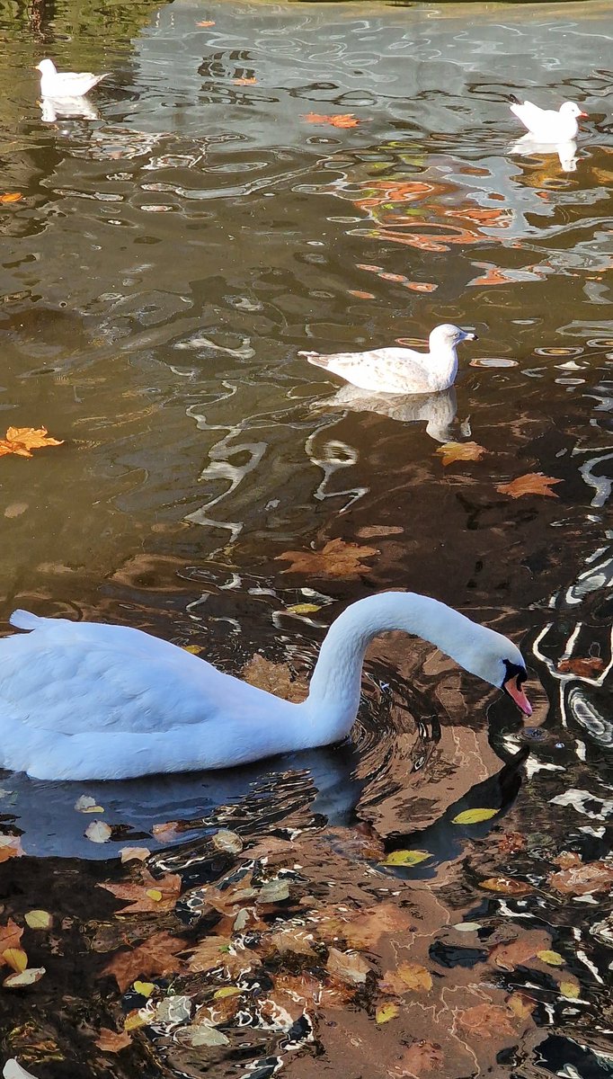 #knobbelzwaan #muteswan #zilverneeuw #herringgull #kokmeeuw #blackheadedgull #lijnbaansgracht  #amsterdam #mobilephotography #nofilter #birds #vogels #birdlover #birdphotography #animalphotography #birdsofinstagram #dailybird🐦