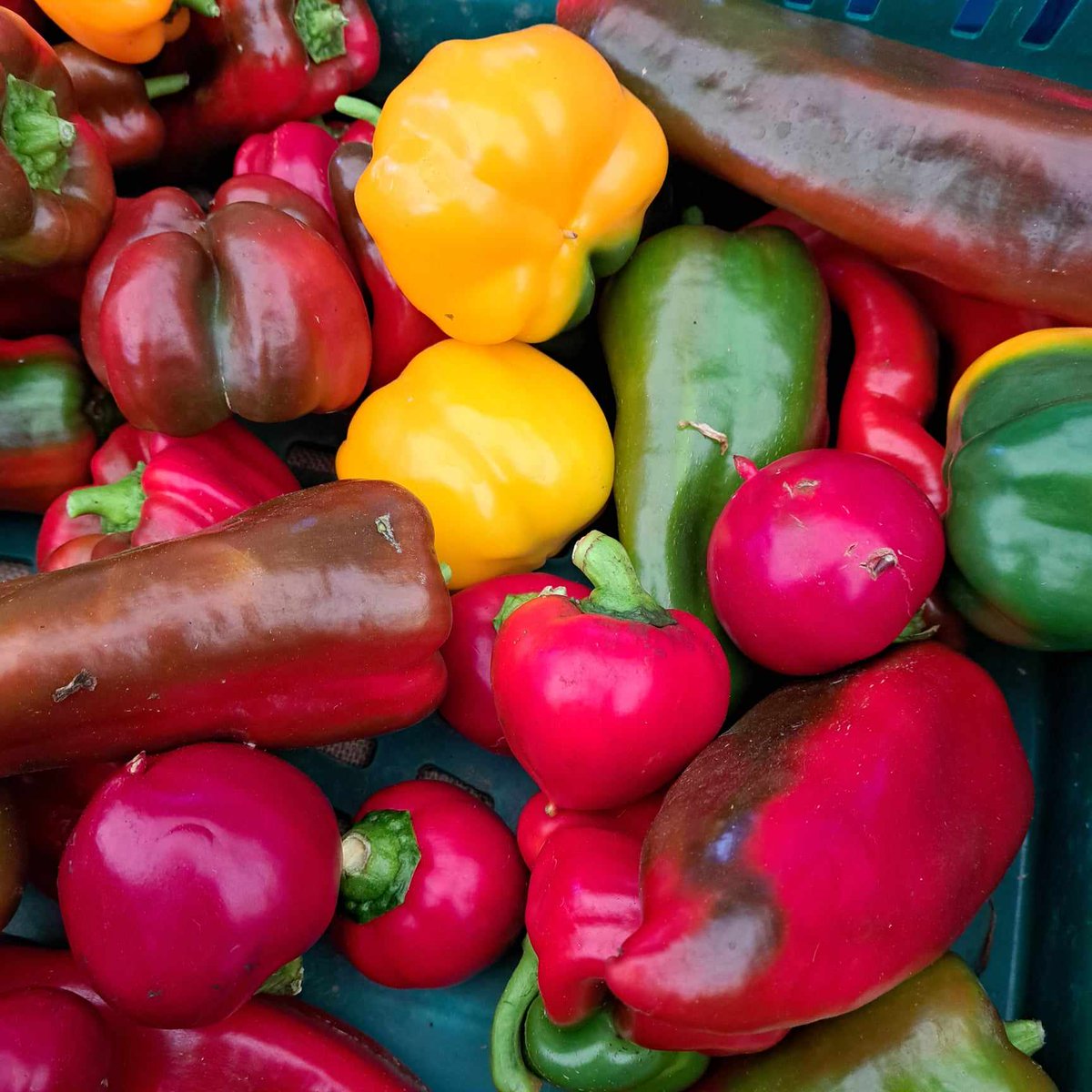 Add a burst of colour to your
meals with these vibrant organic vegetables!
🥦🍅 Join us every Friday at the Ennis Farmers
Market for a feast of freshness and flavours. 🌽🥕
#FarmersMarketFridays #OrganicGoodness
#FreshAndColorful