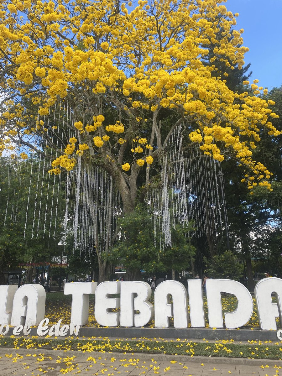 Guayacán florecido Quindío, Colombia 🇨🇴