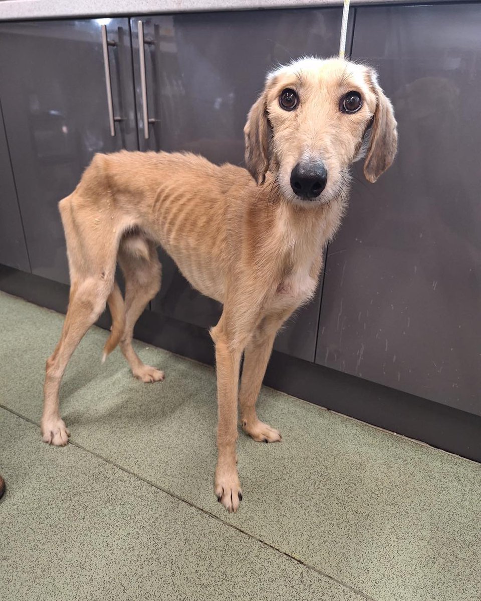 Please retweet to help Rory find a home #KENT #UK 'This is Rory who arrived yesterday. He’s not quite as skinny as this now as this was a couple of weeks ago when he was picked up by Swale Borough Council Stray Dog Service He was cold and lifeless and a bag of bones but they…