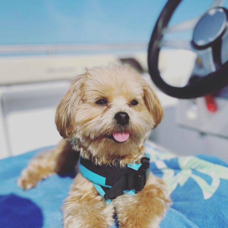 Sun, sea, and the best first mate a captain could ask for 🌞⚓🐶
📸: @ tacooftampabay on IG

#FreedomBoatClub #BoatingMadeSimple #BoatingWithDogs  #DogOnBoard #BoatLifeWithDogs
