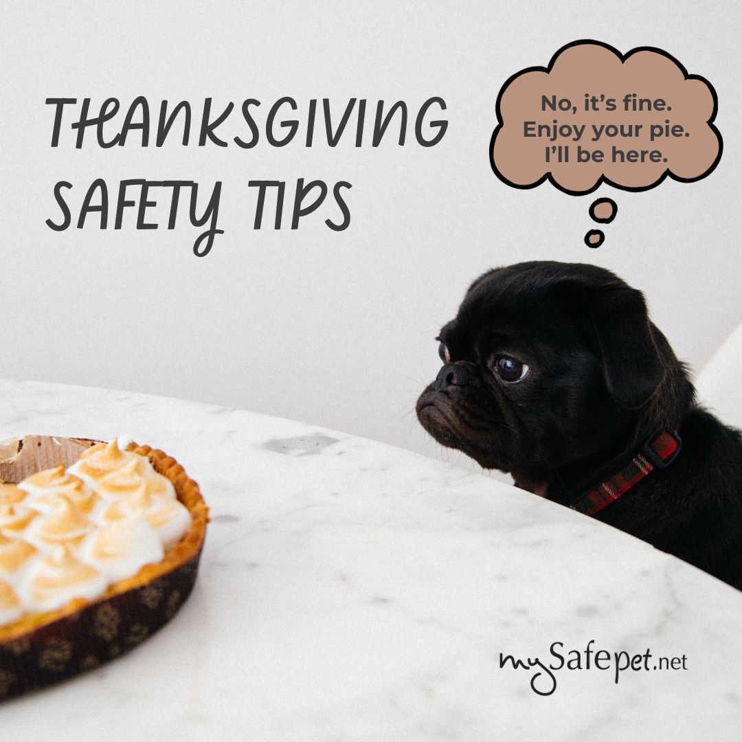 MySafePetNet's tweet image. #AnimalSafety tips to keep your pets safe this #Thanksgiving:

-No #pie or #chocolate
-Dispose of leftovers and turkey bones
-Order #MySafePet window clings &amp;amp; Emergency Wallet Card if your #cats and #dogs aren’t joining the festivities! 

Get yours: mysafepet.net/collections/all