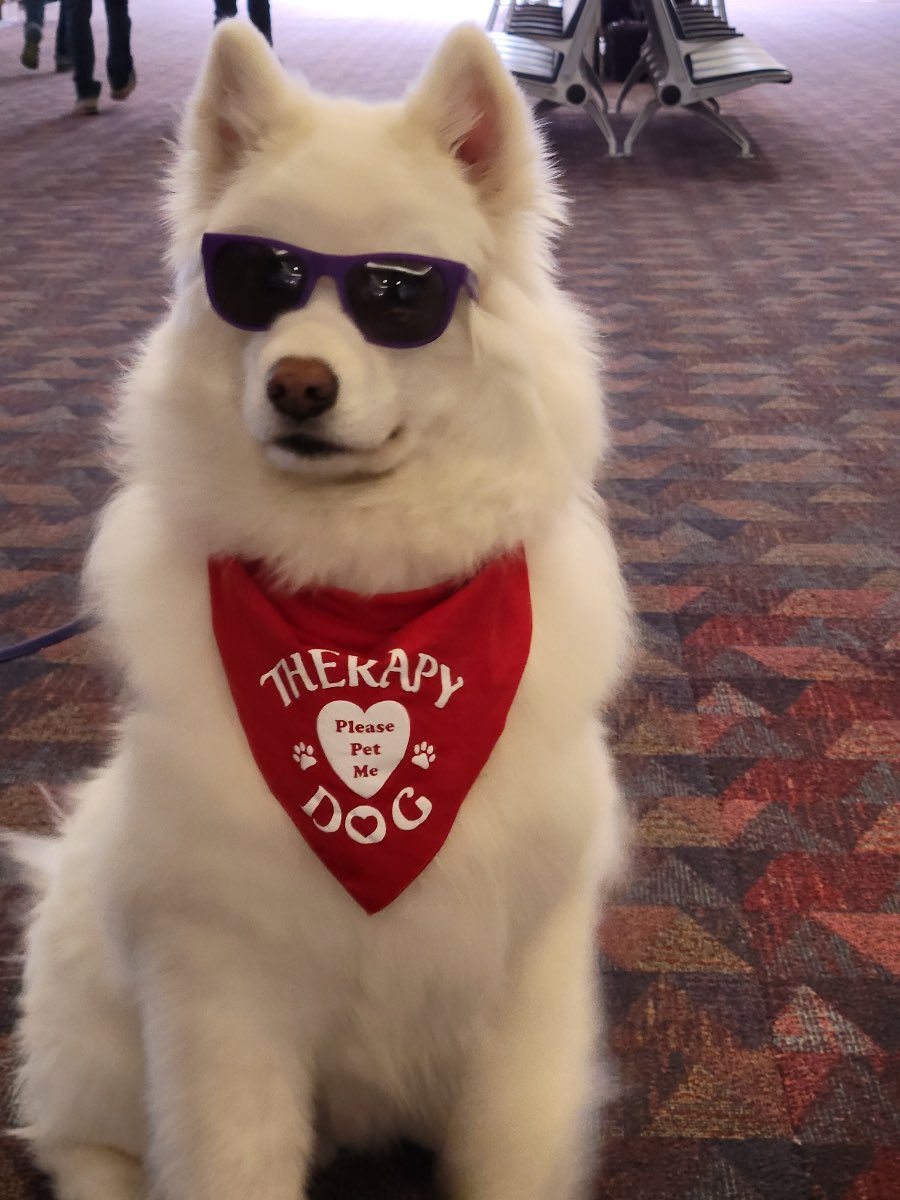 COSAirport's tweet image. 🐾 Celebrating 5 years of joy, comfort, and wagging tails with our beloved PAWS4COS therapy dog, Sully and his owner, Pam!

🌟 Today, we bid a heartfelt farewell as Sully enters a well-deserved retirement.
