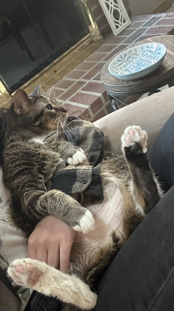 Am home therefore cat pictures