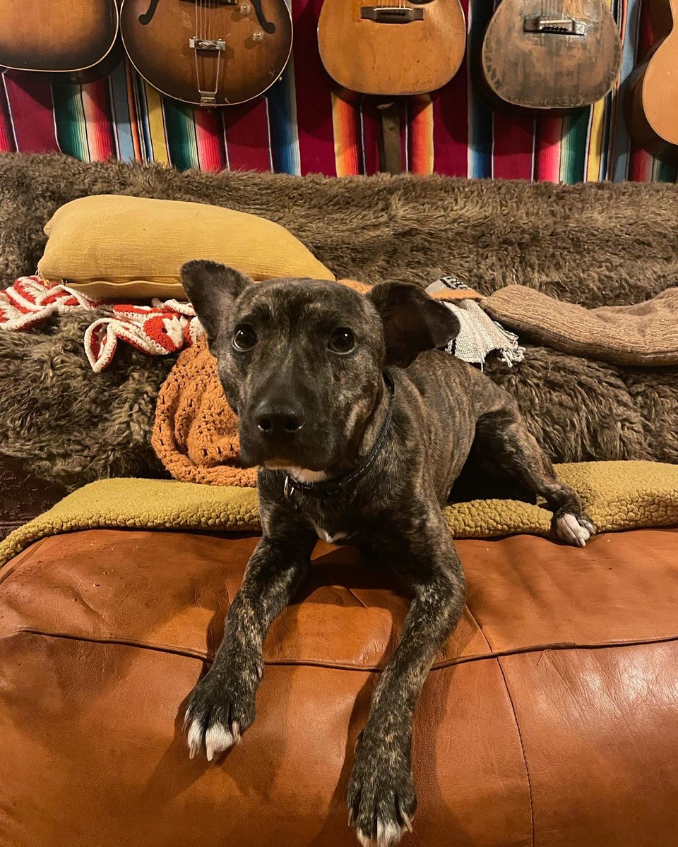 Trying to find a home for my foster Sweet Chuck E Cheese. #AdoptDontShop 
instagram.com/p/Cz4Pw9dOTWR/…