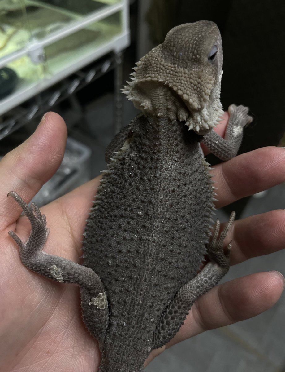 記録
首は脱皮中