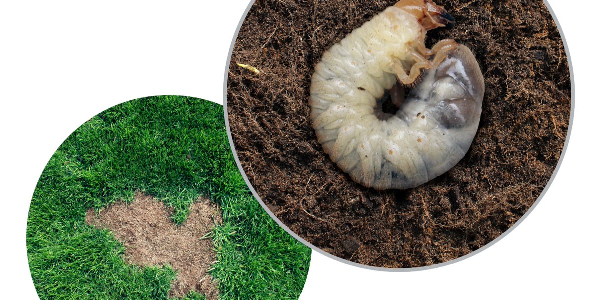 DrGreenLawncare's tweet image. 🌱 Say goodbye to lawn grub damage! 🐛 Our latest product is here to solve all your lawn problems. 💪 Keep your grass looking healthy and green with our effective solution. ✅ #LawnCare #GrubControl