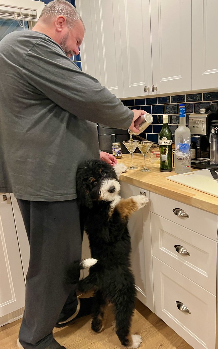 Therapy dog in training. If she had opposable thumbs she could help with #MartiniMonday #Bernadoodle #puppy love y
