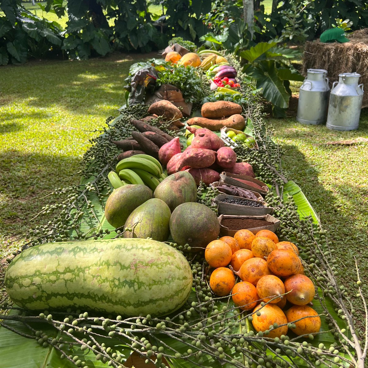 TropicaliaRD's tweet photo. Cuisine at Tropicalia celebrates the spirit and culinary riches of the Dominican Republic, inspired by local ingredients sourced from the Cisneros family’s organic farm, Estancia La Querencia.
@FourSeasons #SustainableLuxury #AtHomeWithFS #FSResidences https://t.co/5F03vyCASW
