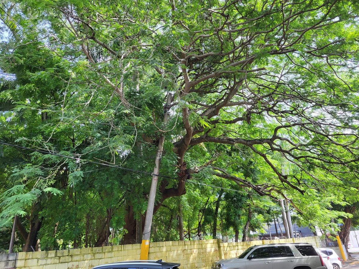 EdNiklaus's tweet photo. Después de las lluvias, y otras cosas, seguimos esperando @EdesurRD  @AlcaldiaDN @AyuntamientoDN @CarolinaMejiaG @MiltonMorrison  que este poste no nos caiga encima en bella vista, detras de Casa San Pablo Seminario Santo Tomás Aq,  Calle Hermosa esquina Santa Ana, @SIN24Horas https://t.co/DK6GDOunhJ