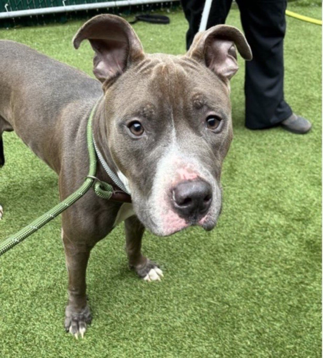 PawsnTails4TX's tweet photo. 💔🐾 RICHMOND 🐾💔 #NYCACC
TB☠️ 11/21
Found stray 3 days ago 
Likes walks 
1 photo 
Curls up in a corner in the back of kennel 
‼️$125💵in pledges 😢
Please #RT #PLEDGE #FOSTER #ADOPT
#187396. 3yrs https://t.co/rUxeltJIsi