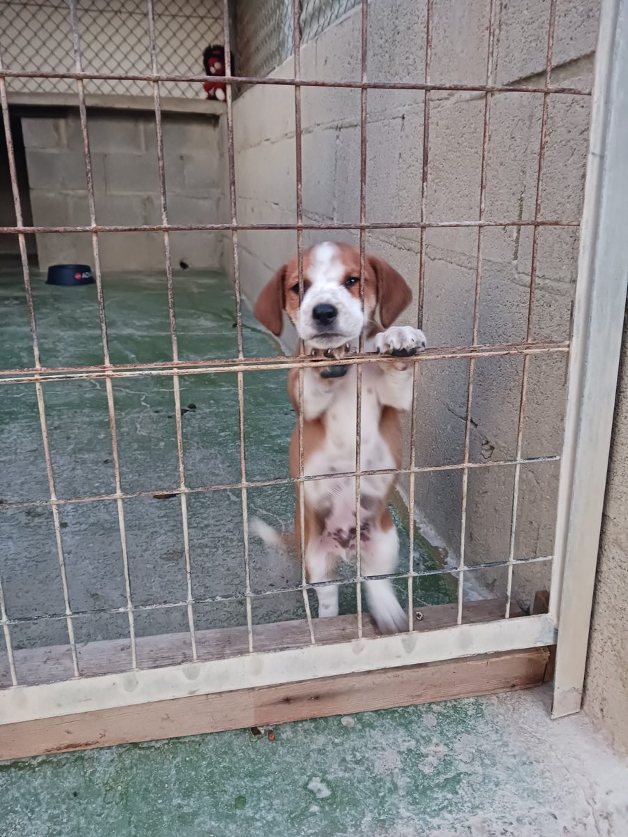 Es un cachorrito que no llega a dos meses, no sé si tiene raza, es lo de menos, lo que importa es que va a morir allí si no sale nada 😢 💔
Será medianito
Pueblo de Cádiz
618208620
📢 📢 📢 📢 📢 📢 📢 📢