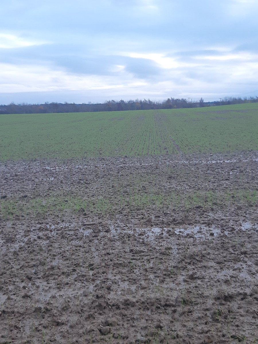 Alan M Steven tweet media