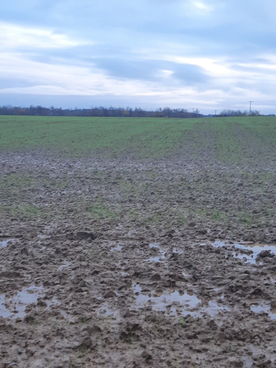 Alan M Steven tweet media