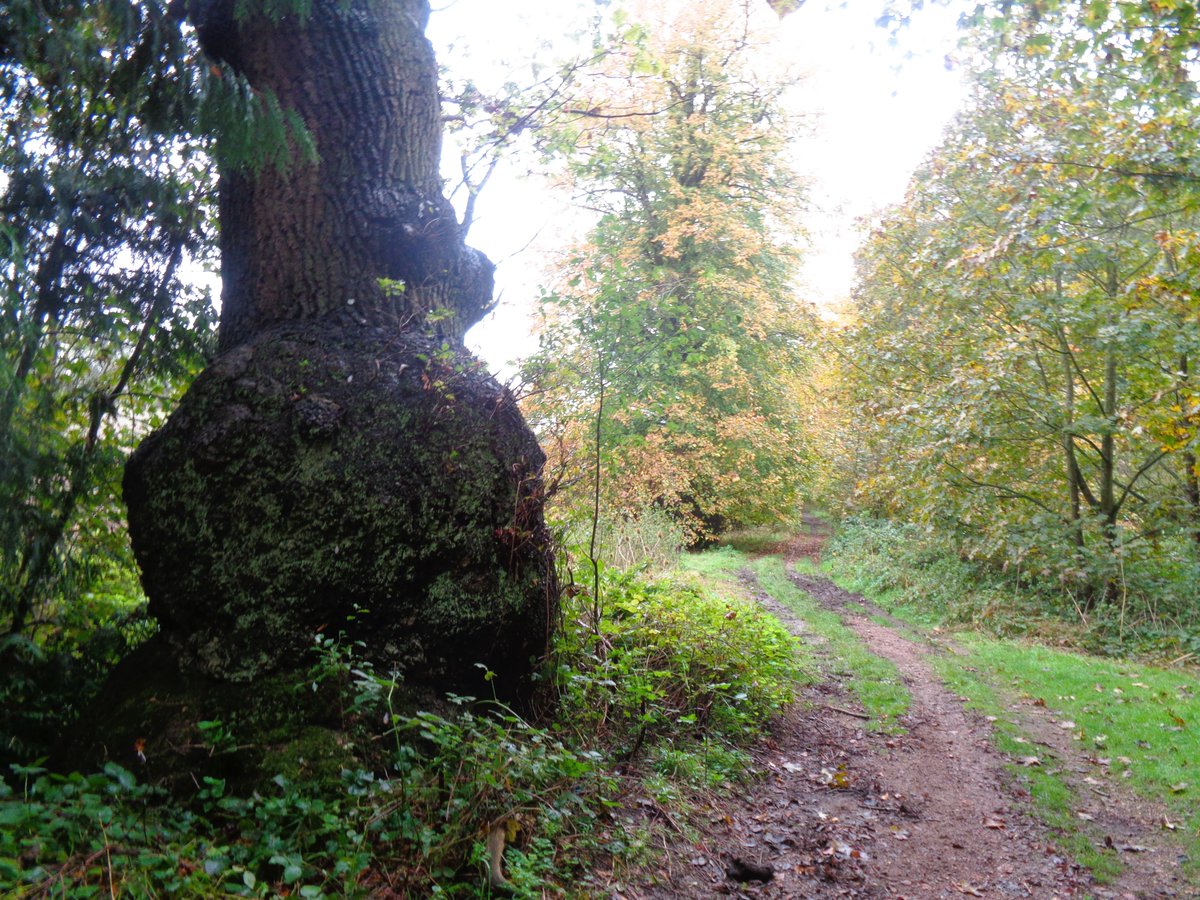 Good morning everyone, hope you have a lovely day. #ThickTrunkTuesday #naturelovers #tree