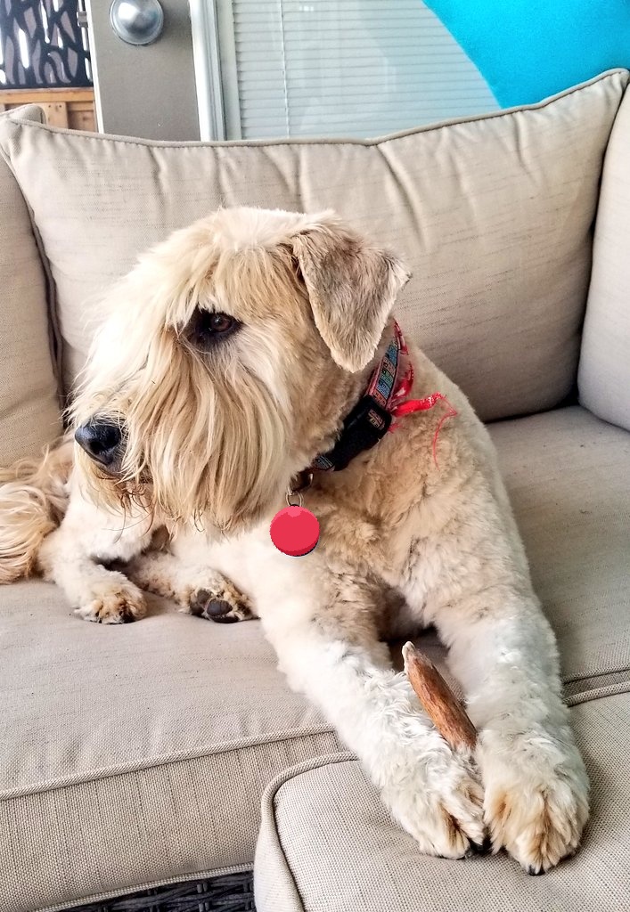 WheatenMaggie's tweet photo. Today, we are remembering the beautiful Miss Maggie who went OTRB one year ago 😔❤️🌈🐾🐾 https://t.co/pW3eby1ugf