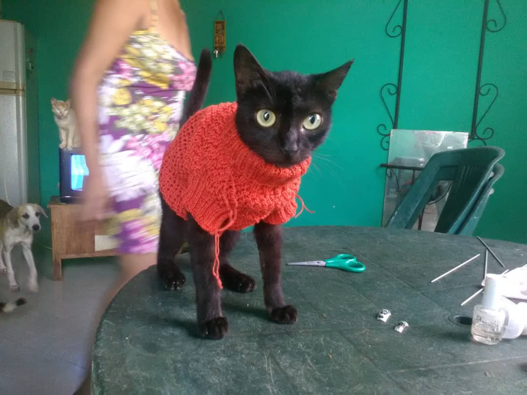 janetvillaroel's tweet photo. Mis gatitos modelando los suéter que tejo a mano https://t.co/PUvgy89Iub