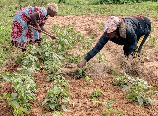 OliveNiyo's tweet photo. Cultivating vegetables is not just a practice; it's a meaningful effort to combat malnutrition and improve health. Vegetables, rich in essential nutrients ; play a crucial role in enhancing human well-being. Together we can💪
 @Gardens4Health 
@CorpsAfricaRda 
@RwandaHealth https://t.co/nyFJnwR2Bu