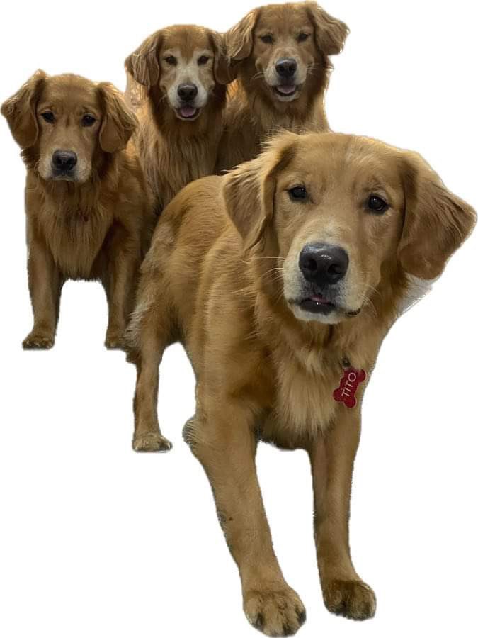 ChannelingGigi's tweet photo. @life_of_stein @KirkHerbstreit My four! https://t.co/ha8Ymosrso