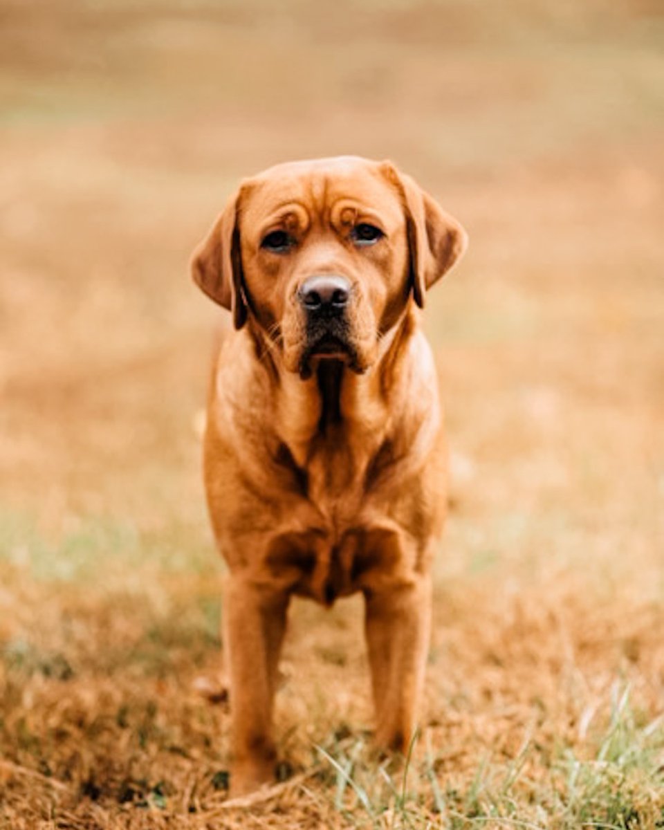 There’s nothing more timeless than a labrador retriever! #RoyalCaninDogs 📷: @stateofgracelabs