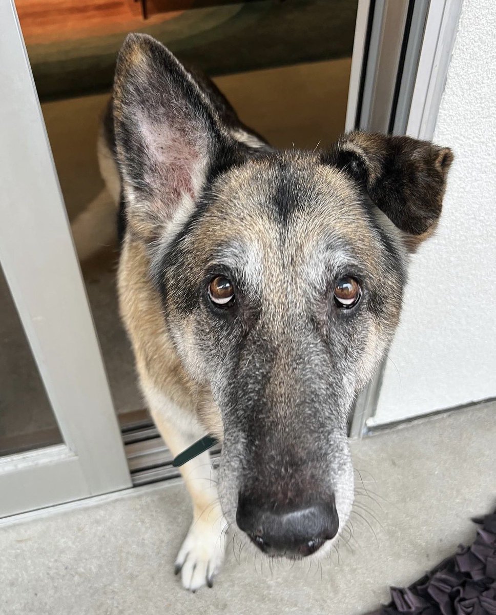 WeRateDogs tweet media