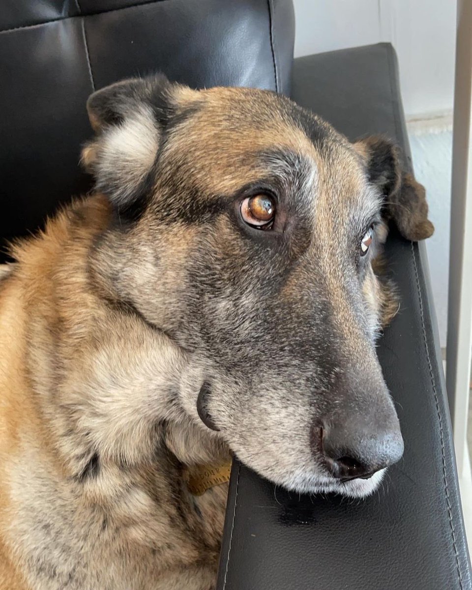 WeRateDogs tweet media