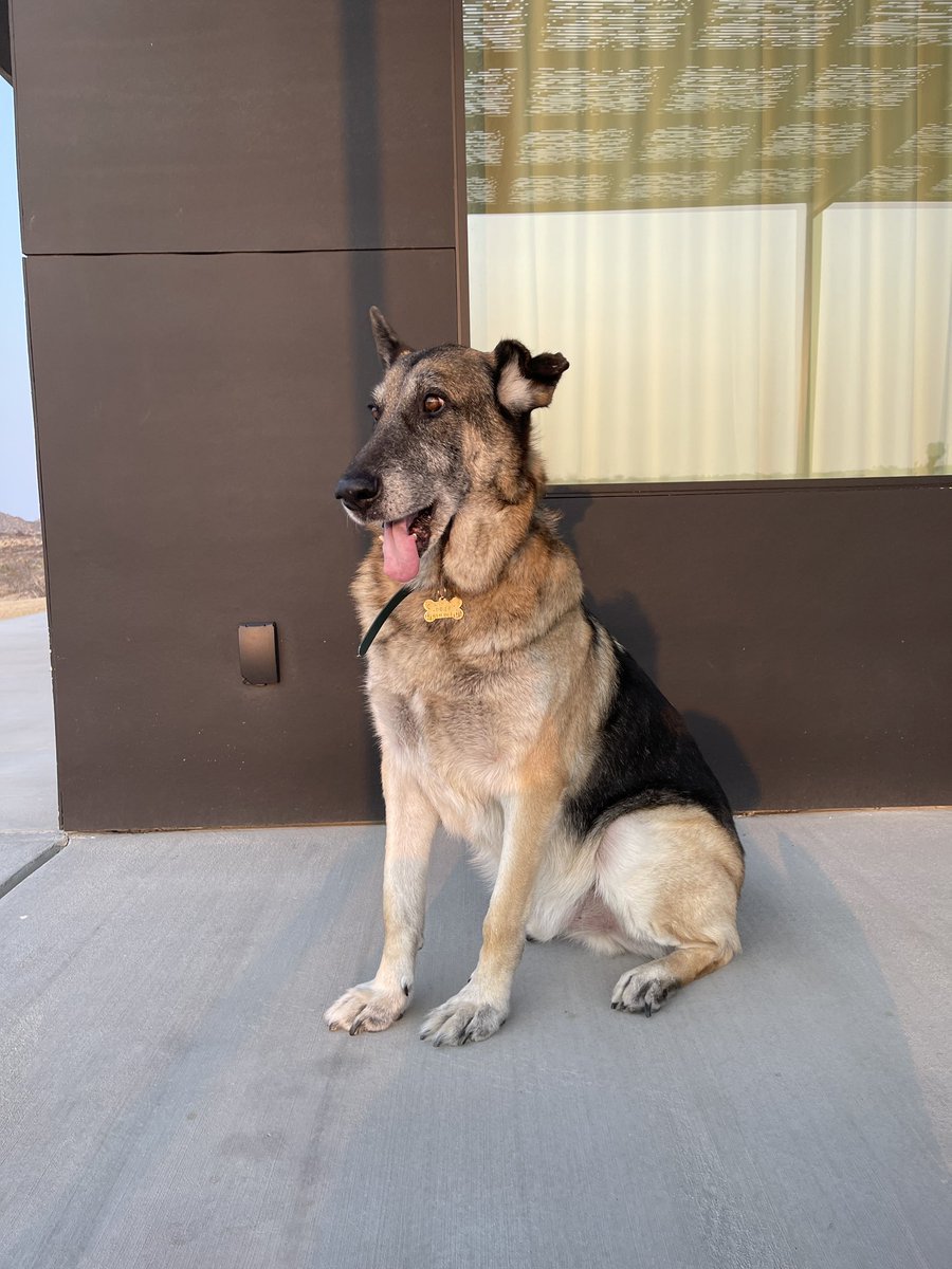 WeRateDogs tweet media