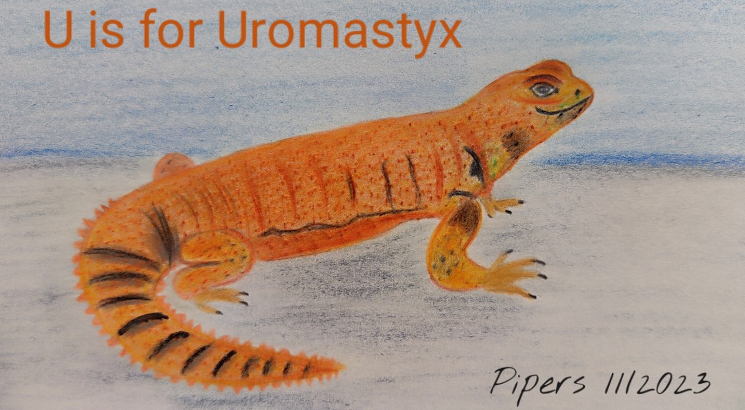 U is for Uromastyx @AnimalAlphabets🦎.
Happy AAMonday everyone!
#animalalphabets #illustration #drawing #art #animal #pencilsketch #uromastyx #reptile