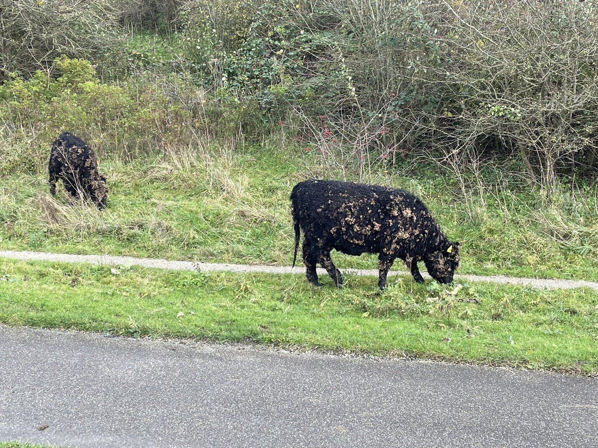 Groenehartstoc1's tweet photo. De vacht van de koeien in #Buytenpark #Zoetermeer zit vol met de zaden van de Grote Klis. Aan de zaaddozen zitten kleine weerhaakjes zodat ze makkelijk over aan alles blijven hangen. #groenehartpad https://t.co/TtQHRzTnZx