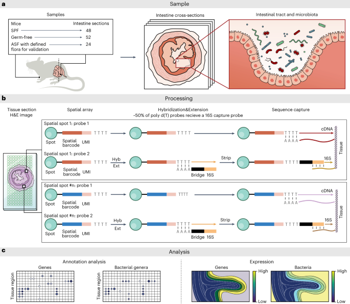 Spatial host–microbiome sequencing reveals niches in the mouse gut go.nature.com/3sGmJbU