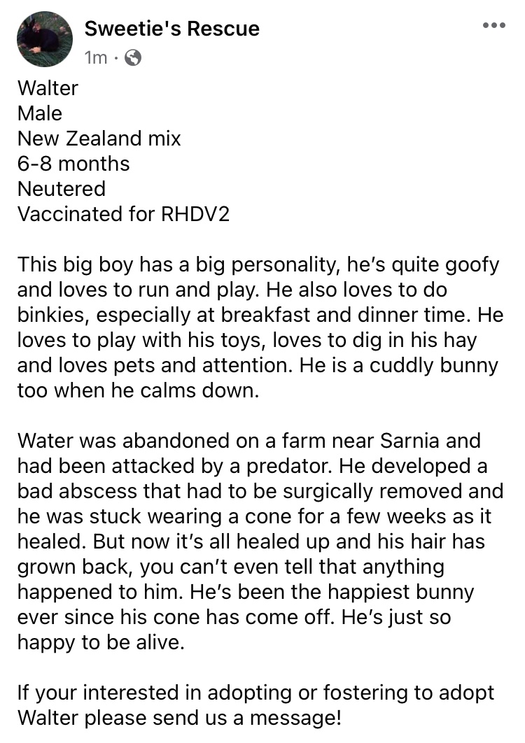 Walter
Male
New Zealand mix
6-8 months
Neutered 
Vaccinated for RHDV2

Read more below!