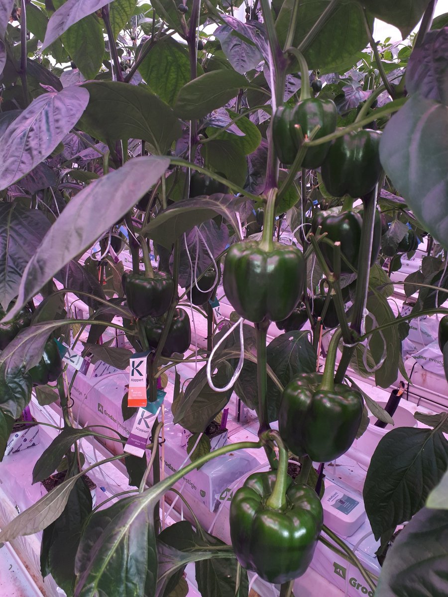 Belichtingsproef paprika. De eerste vruchten zijn hardgroen en zijn al behoorlijk grof aan het worden. Deze vruchten zijn nu ruim 4 weken oud. Doordat deze vruchten door de grootste energievraag heen zijn zien we in het kopje ook weer wat meer zetting plaats vinden.